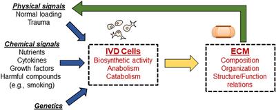 Computational Modeling Intervertebral Disc Pathophysiology: A Review